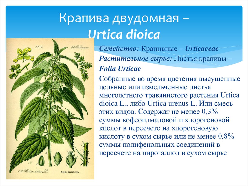 Крапива двудомная признаки. Крапива двудомная (Urtica dioica). Строение листа крапивы двудомной. Крапива двудомная Тип листа. Крапива двудомная (Urtica dioica l.).