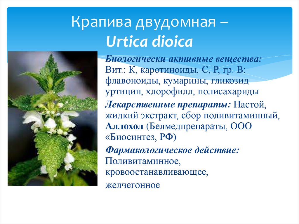 Крапива двудомная признаки. Крапива (Urtica dioica). Крапива двудомная (Urtica dioica l.). Крапива двудомная (Urtíca dióica). Крапива двудомная (Urtica dioica)настой.