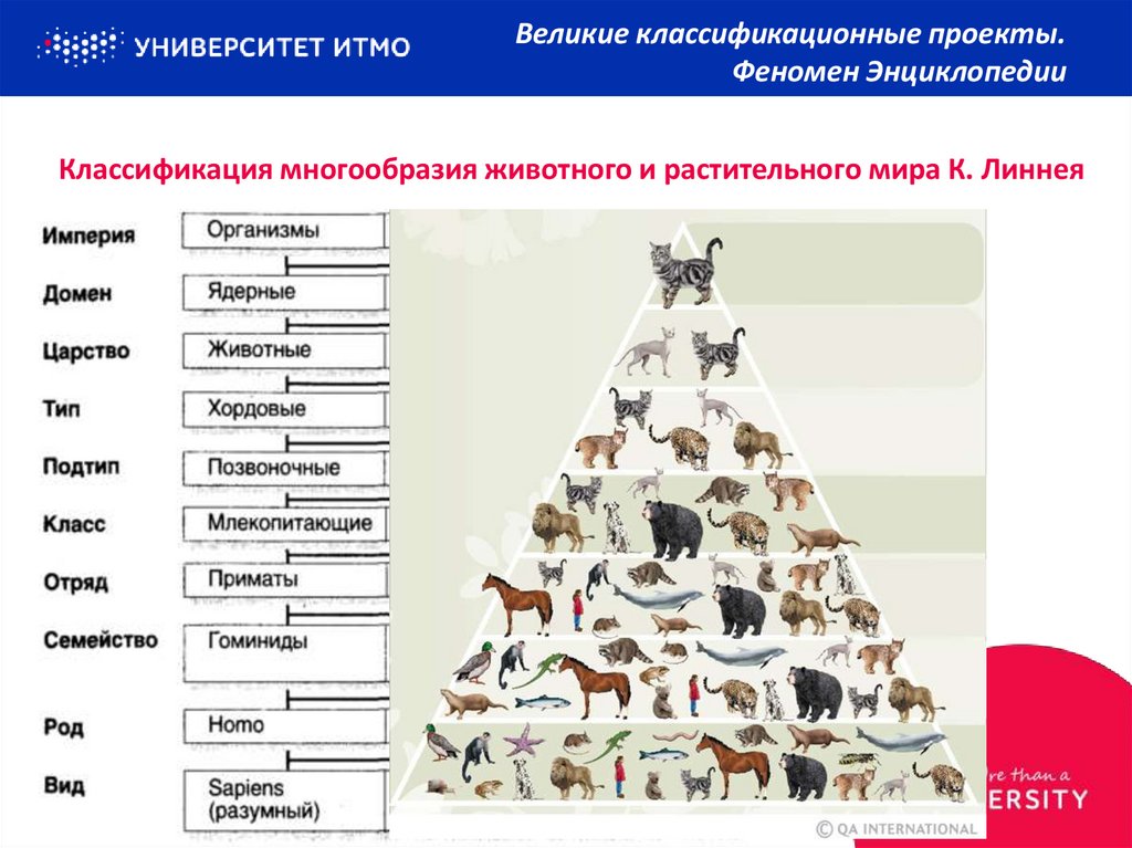 Правильной схемой классификации животных является царство тип