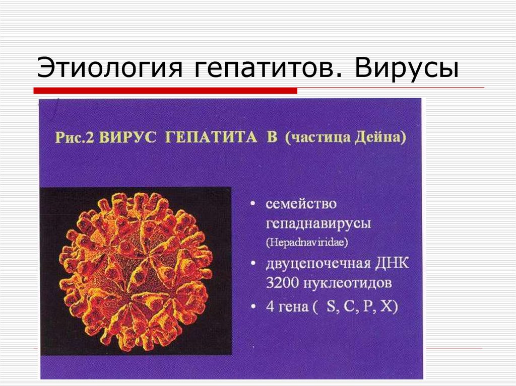 Вирусы вызывающие гепатит. Гепатит б этиология. Вирус гепатита а этиология. Этиология и патогенез вирусных гепатитов. Хронический гепатит патогенез кратко.