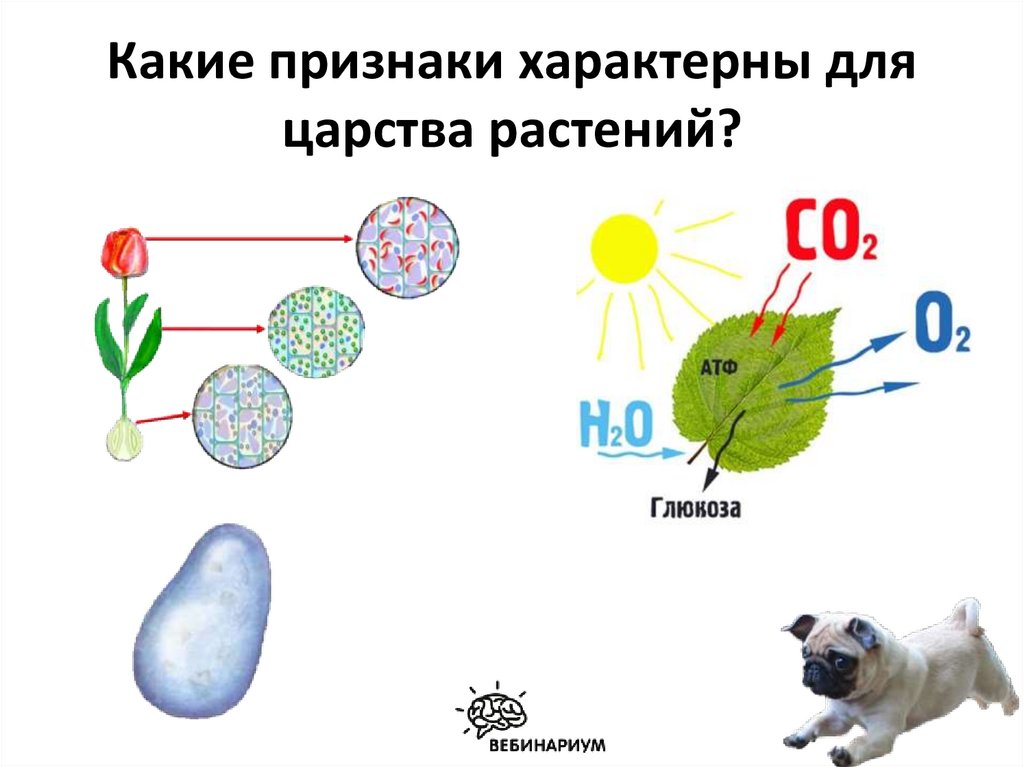 Какие признаки характерны для царства животных