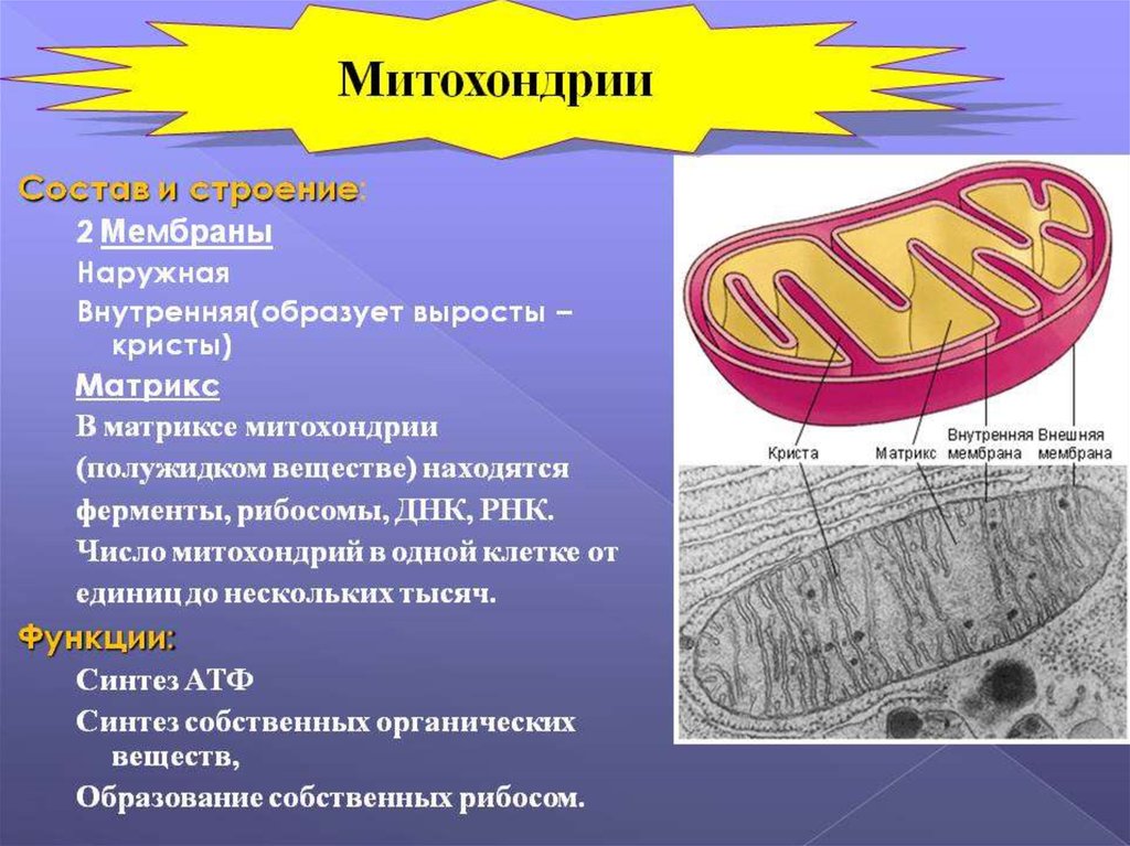 3 функции митохондрий. Структуры клетки строение функции митохондрии. Митохондрии строение и функции. Митохондрии строение и функции кратко таблица. Строение органоидов клетки митохондрии.