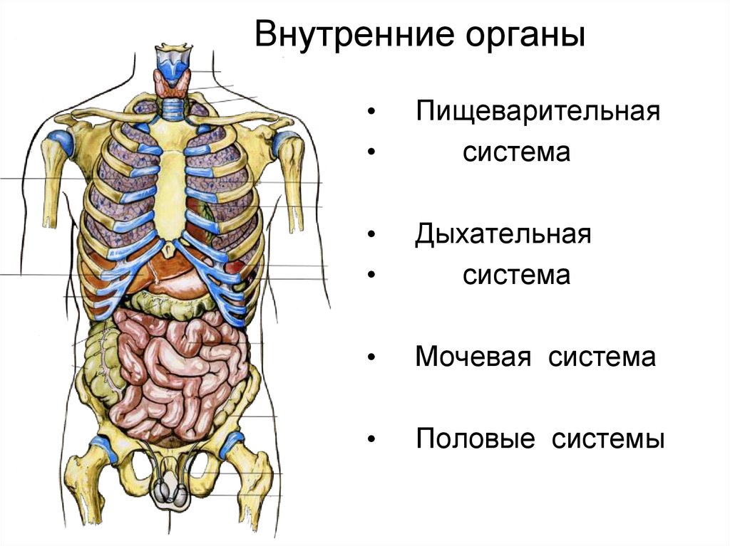 Брюшная и грудная полость тела