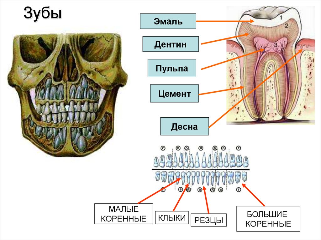 Коренные зубы вторым. Схема коренных зубов. Малые и большие коренные зубы. Коренные зубы схема.