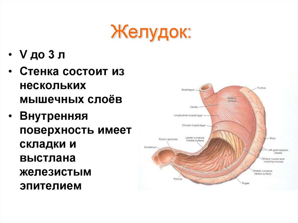 Строение желудка биология. Внутреннее строение желудка анатомия. Строение и функции органов желудка. Желудок анатомия человека функции. Желудок человека строение рисунок.