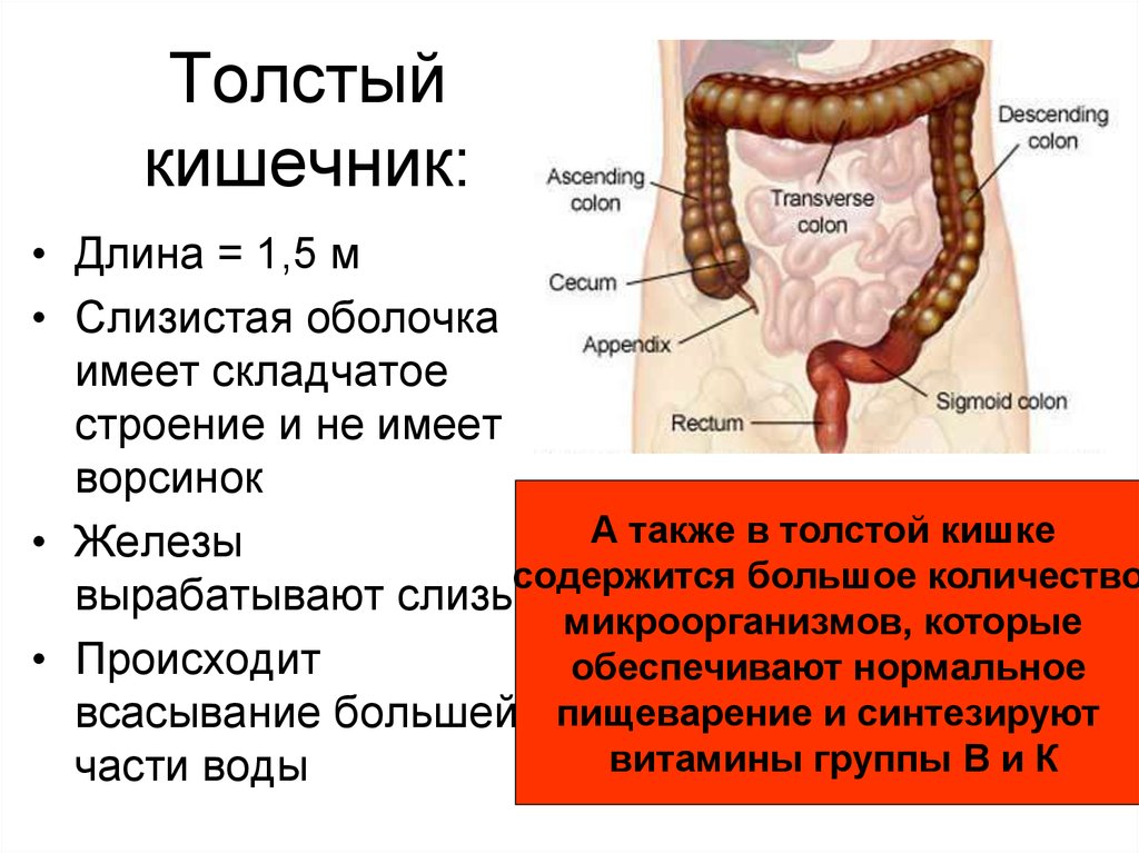 Общая длина тонкого кишечника. Ободочная толстая кишка анатомия. Оболочки толстой кишки анатомия. Железы Толстого кишечника. Анатомия Толстого кишечника человека.