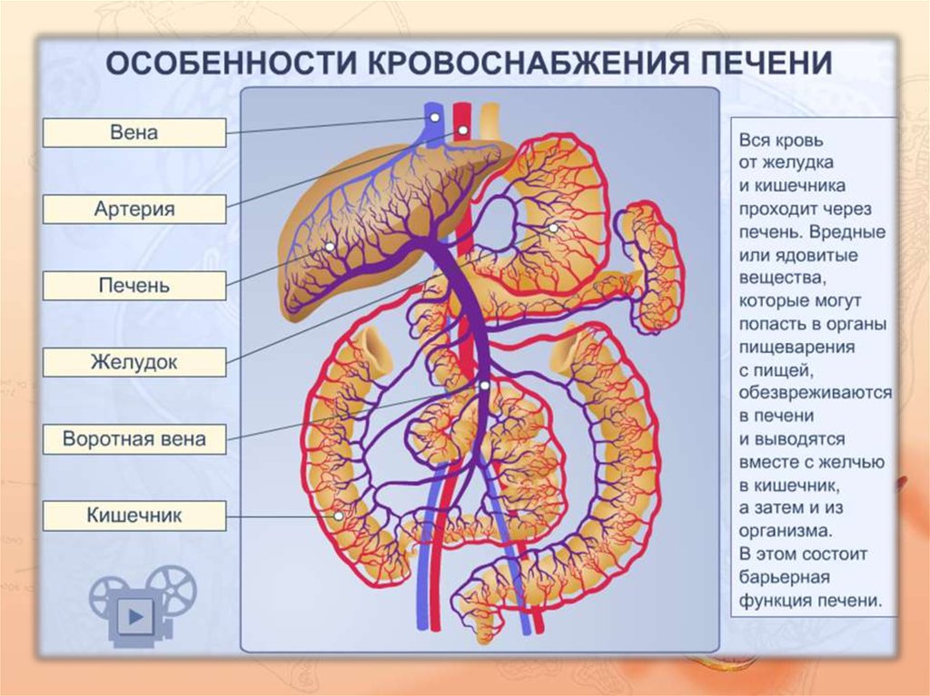 Анатомия человека внутренние органы в картинках со спины