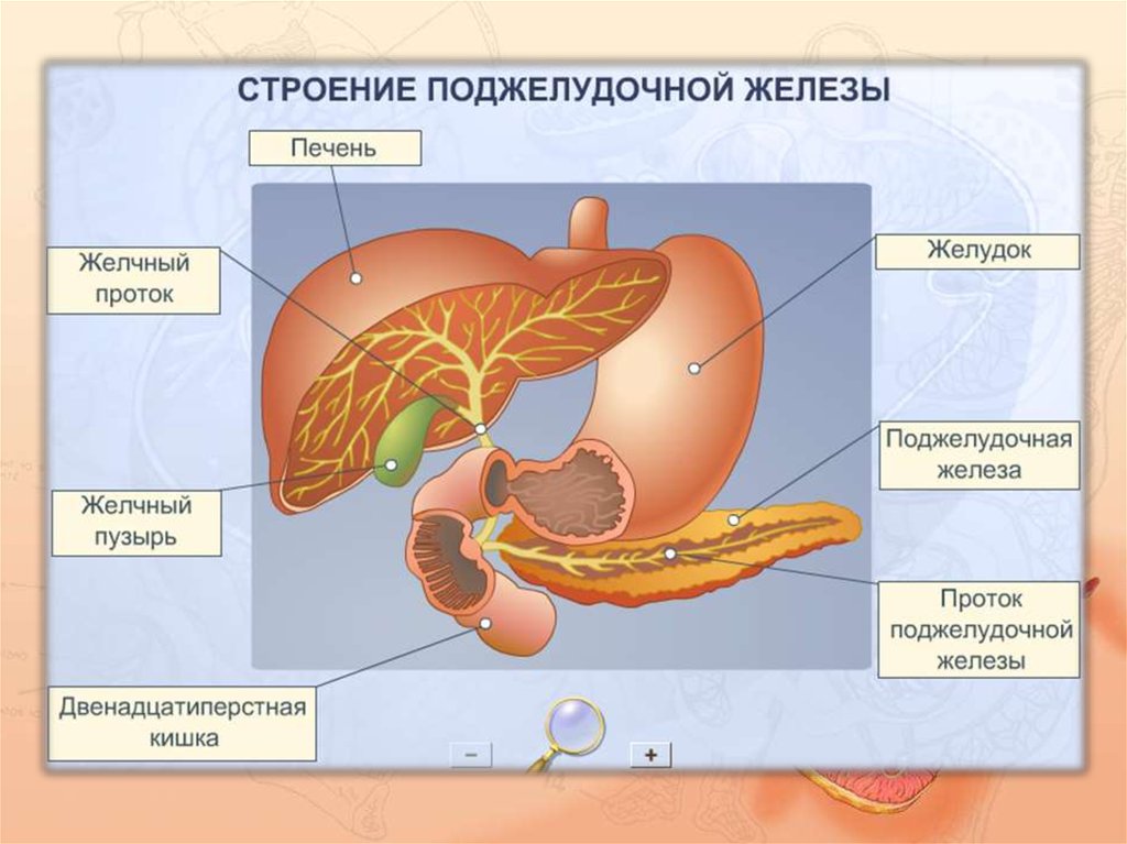 Для печени и поджелудочной железы. Строение пищеварительных желез:печени. Поджелудочная железа и желудок анатомия. Пищеварительные железы анатомия. Взаимное расположение желудка двенадцатиперстной кишки.