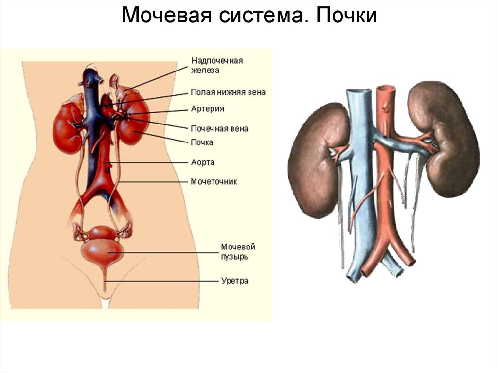 Последовательность органов мочевой системы. Почки мочевыделительная система анатомия человека строение. Строение выделительной системы строение почки. Мочеполовая система выделительная система. Система мочевыделения человека схема.