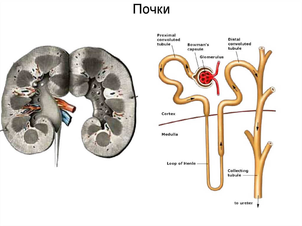 Компоненты почки. Анатомия внутренних органов почки.