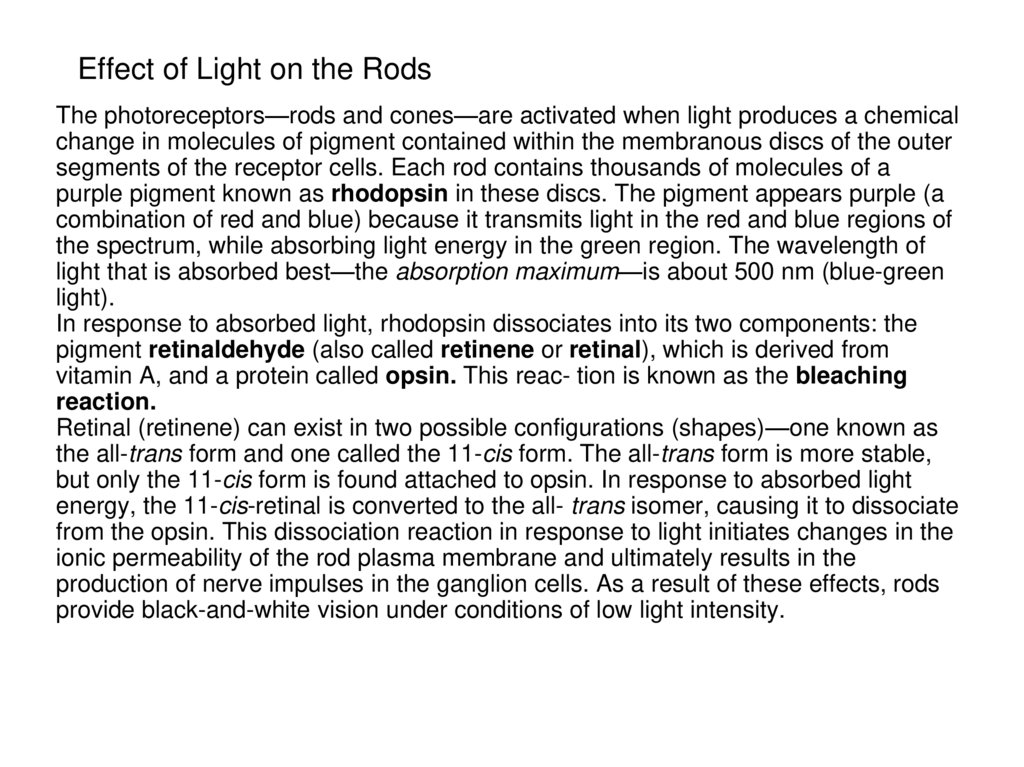 Effect of Light on the Rods