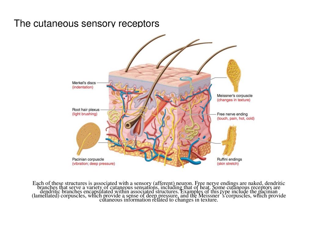 The cutaneous sensory receptors