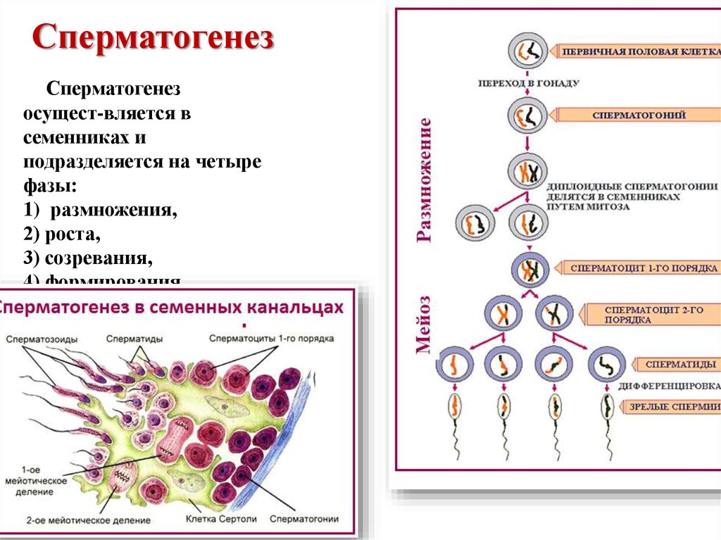 Описание сперматогенеза. Сперматогенез 4. 2. Гаметогенез. Сперматогенез. Сперматогенез размножение. Сперматогенез и оогенез.