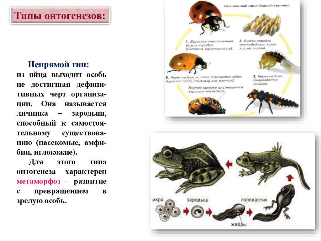 Какой тип развития характерен для лягушки. Непрямой личиночный онтогенез. Онтогенез человека личиночный Тип. Непрямой Тип онтогенеза. Названия животных с непрямым типом развития.