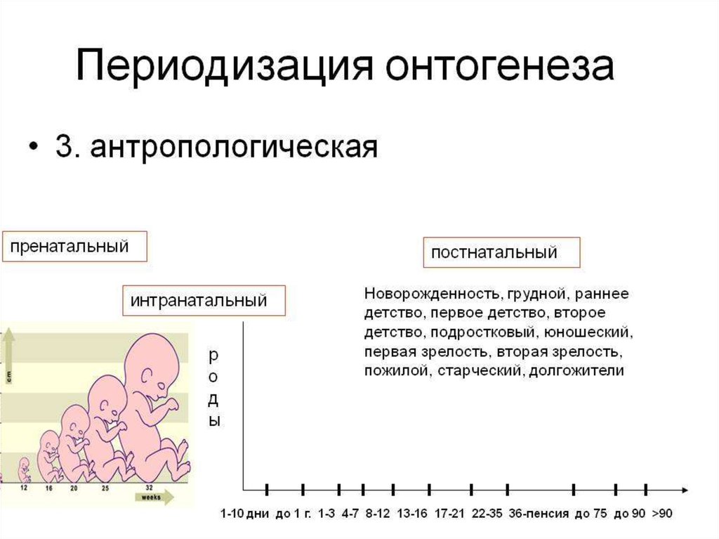 Особенность развития онтогенеза