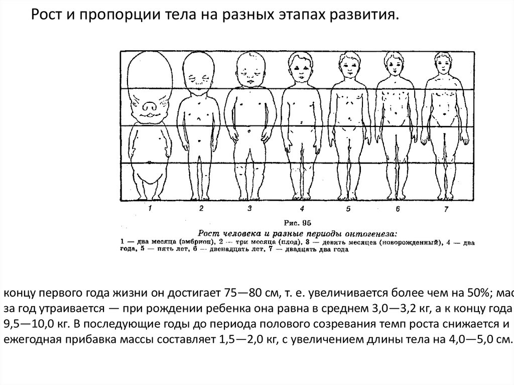 Рост и развитие ребенка презентация 9 класс. Пропорции тела на разных этапах развития. Рост тела на разных этапах развития.. Изменение пропорций тела. Изменение пропорций тела ребенка.