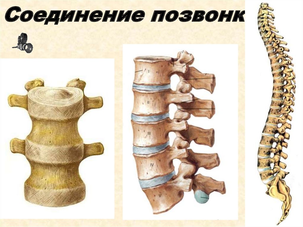 Скульптурное изображение туловища человека кроссворд