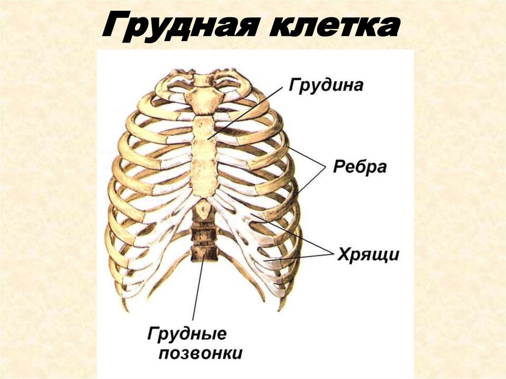 Строение скелета грудного отдела. Скелет человека грудной отдел. Строение грудной клетки человека скелет. Скелет туловища Грудин человека анатомия. Скелет туловища человека ребра.