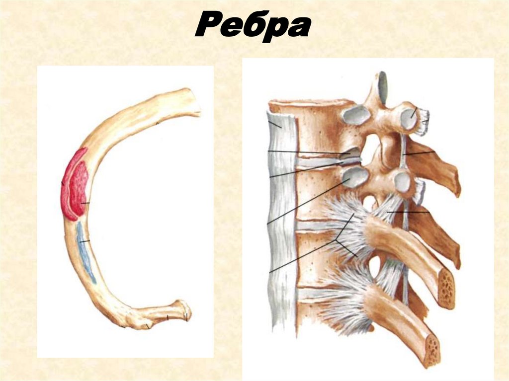 Ребро тип соединения. Соединение ребер с позвонками. Крепление ребер к позвоночнику. Соединения позвонков между собой и с ребрами. Крепление ребра к позвонку.