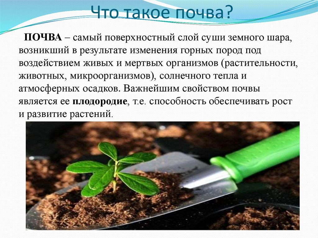 Важнейшим свойством почвы является наличие. Экология почвы. Экология почвы презентация. Свойства почвы экология. Экология читы презентация.