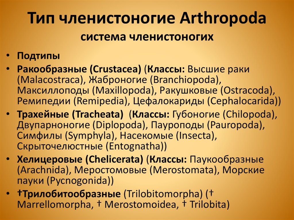 Тип членистоногие Arthropoda система членистоногих