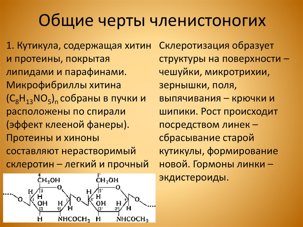 Шпаргалка: Паразиты, глисты, простейшие, членистоногие