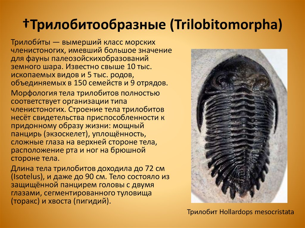 †Трилобитообразные (Trilobitomorpha)