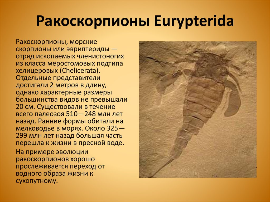 Ракоскорпионы Eurypterida