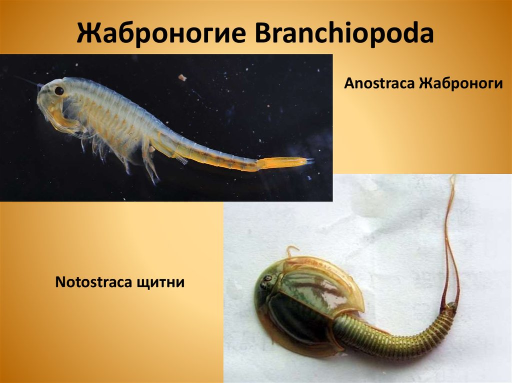 Жаброногие Branchiopoda