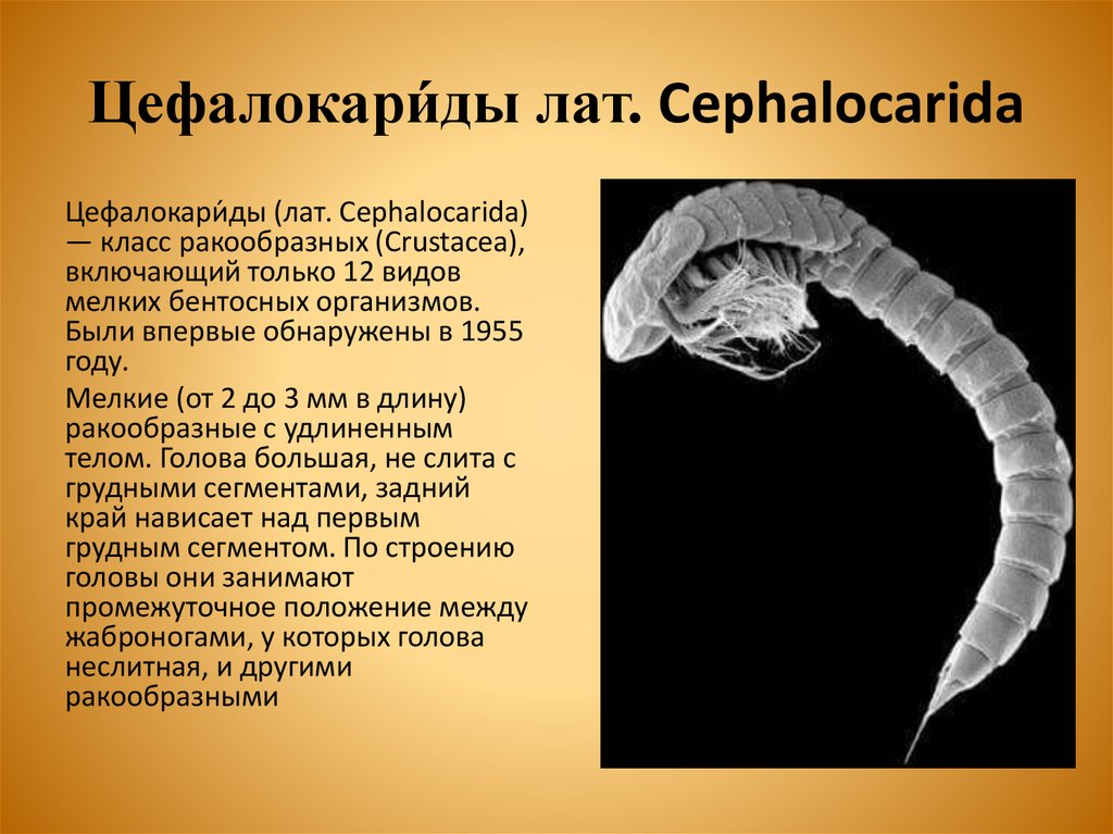 Цефалокари́ды лат. Cephalocarida
