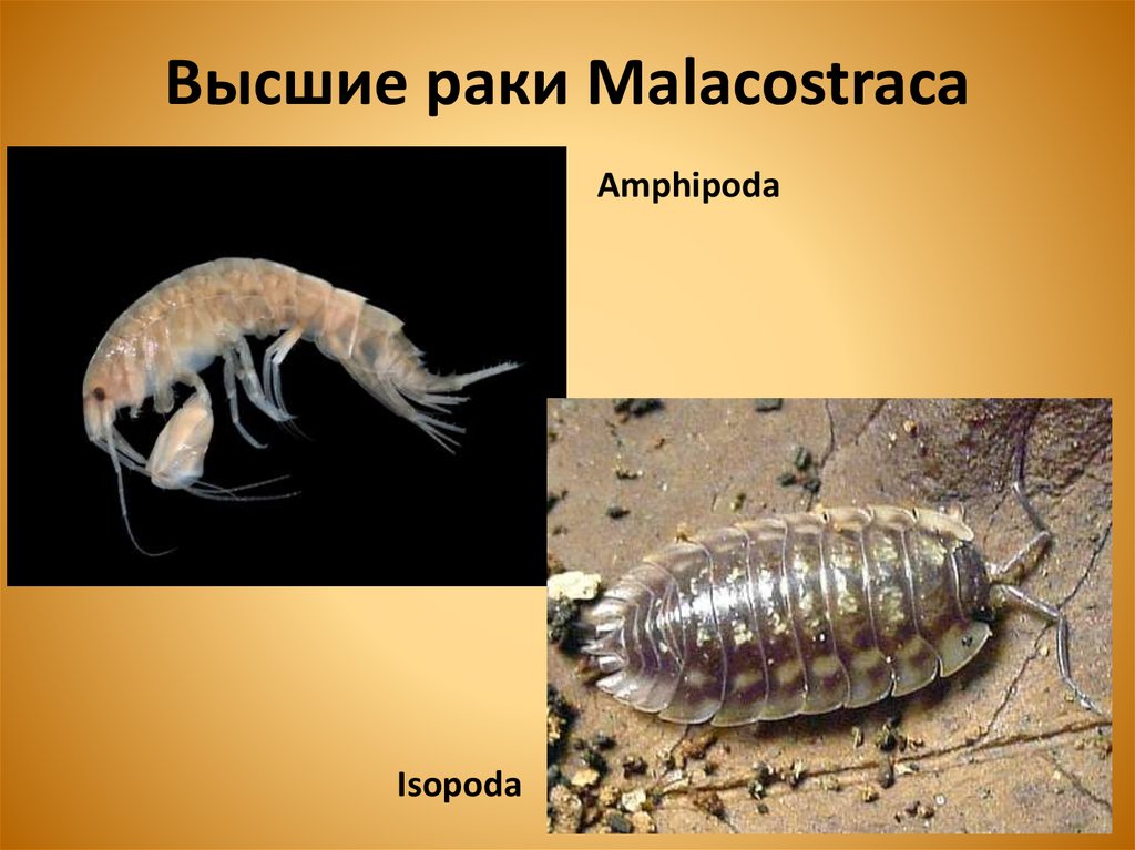 Importance Malacostraca