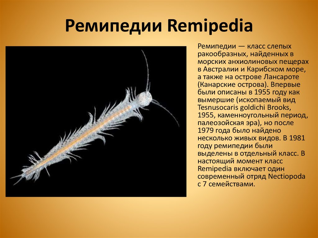 Ремипедии Remipedia