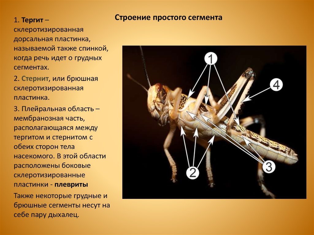 Строение простыми словами