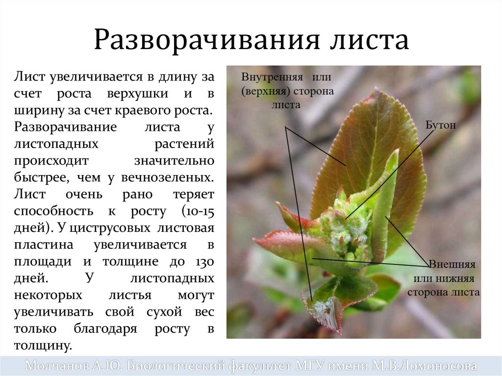 Лист орган растения. Лист растёт в длину за счет. Органы растений увеличиваются в размерах благодаря. Благодаря чему увеличиваются органы растения. Долговечность листьев.