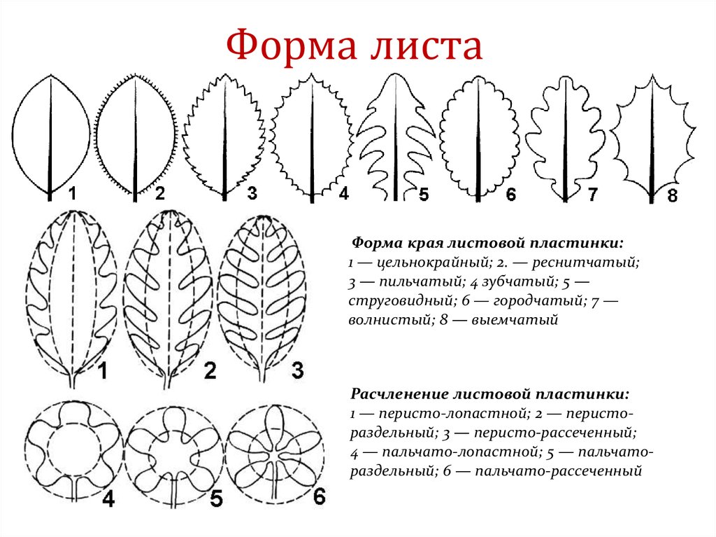 Части простого листа