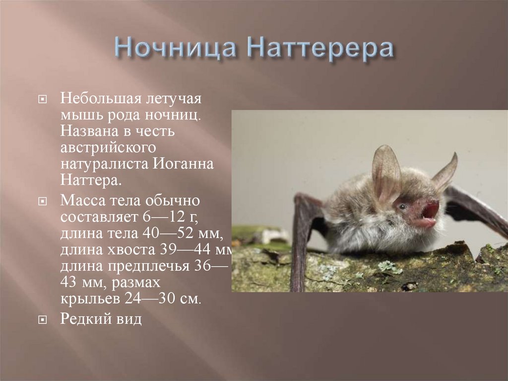 Ночница Наттерера - 2779345