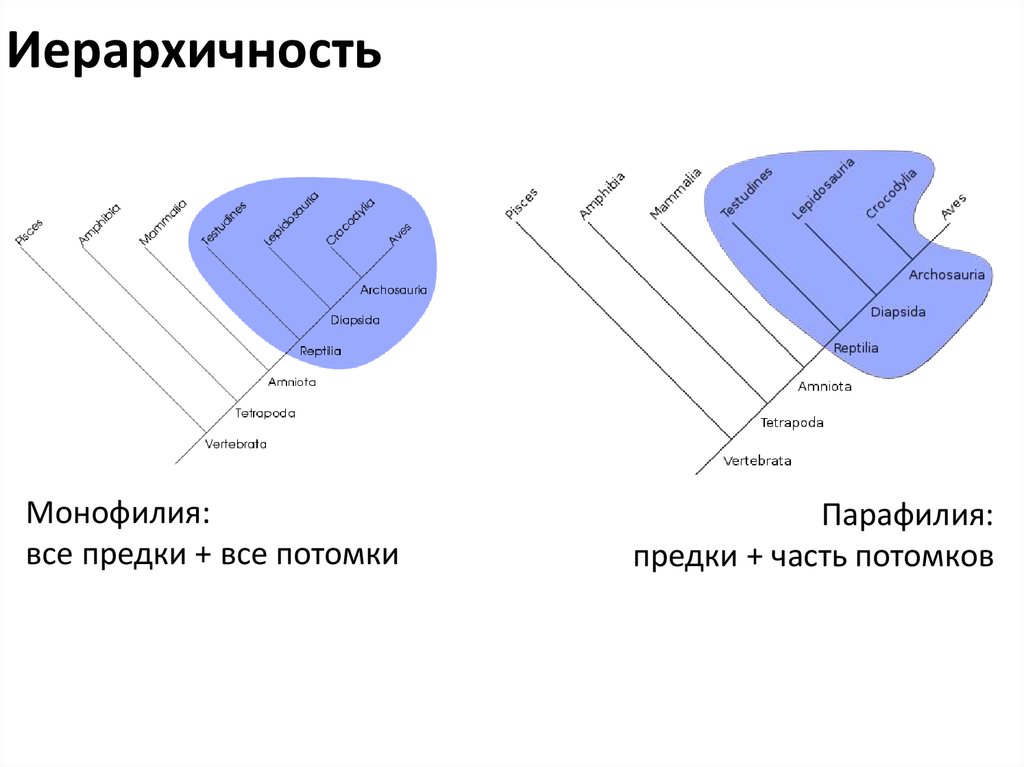 Презентация микро и макроэволюция