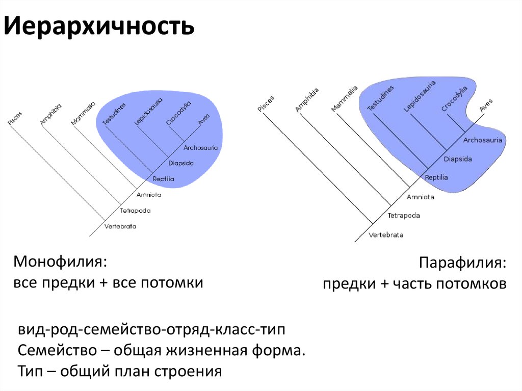 Схема полифилии вейденрейха