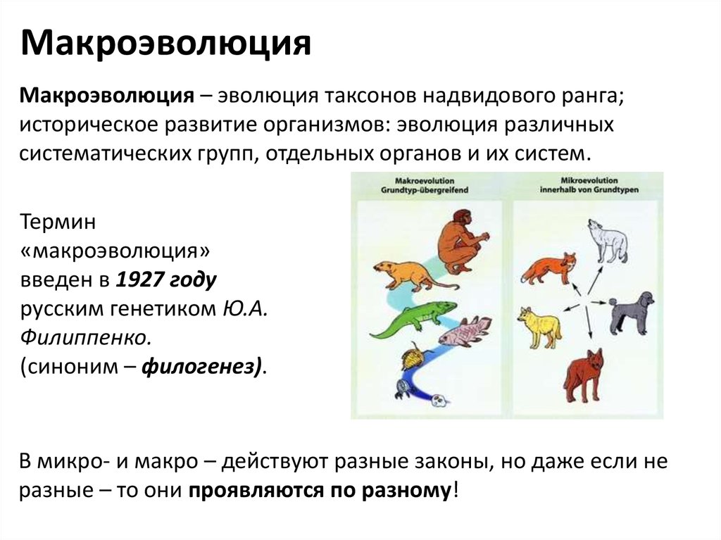 Макроэволюция презентация 11 класс