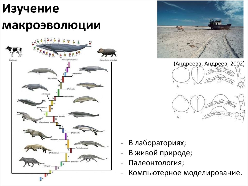 Макроэволюция. Методы изучения макроэволюции. Макроэволюция схема. Направления макроэволюции схема. Материал для макроэволюции.