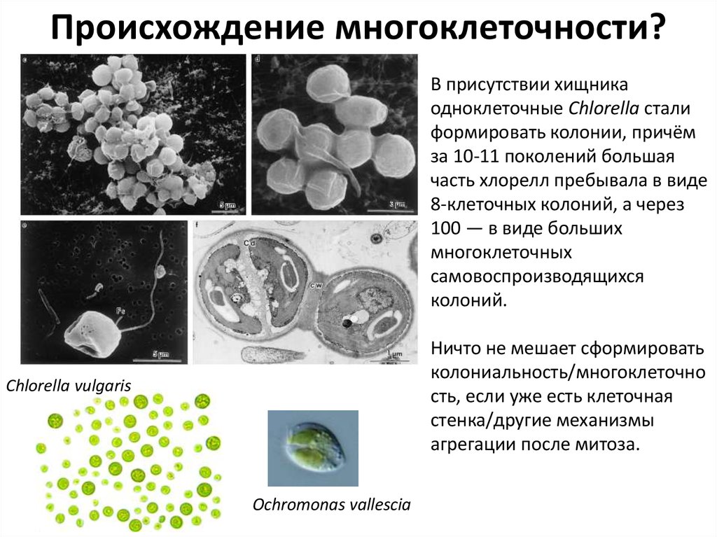 Появление многоклеточности привело. Происхождение многоклеточности. Chlorella vulgaris презентация. Хлорелла вульгарис на животноводстве. Охромонас.