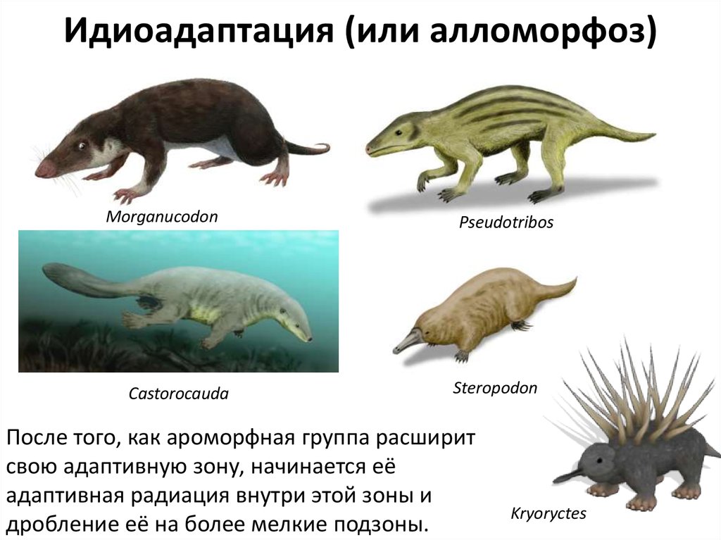 Наземное млекопитающее примеры