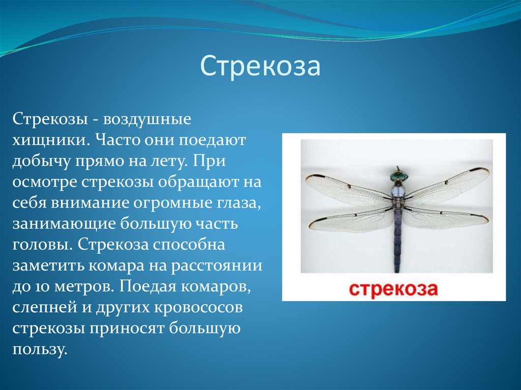 Стрекоза 2 класс. Доклад про стрекозу. Рассказ о стрекозе. Стрекоза описание. Стрекоза презентация.