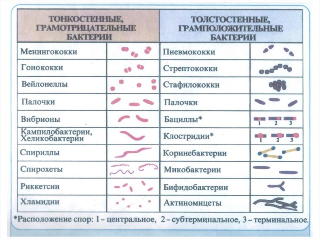 Классификация бактерий микробиология схема