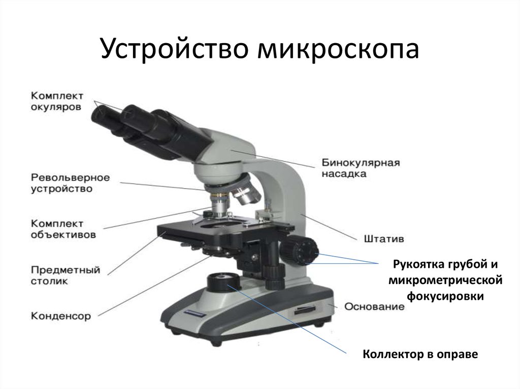 Какую функцию выполняет основа микроскопа