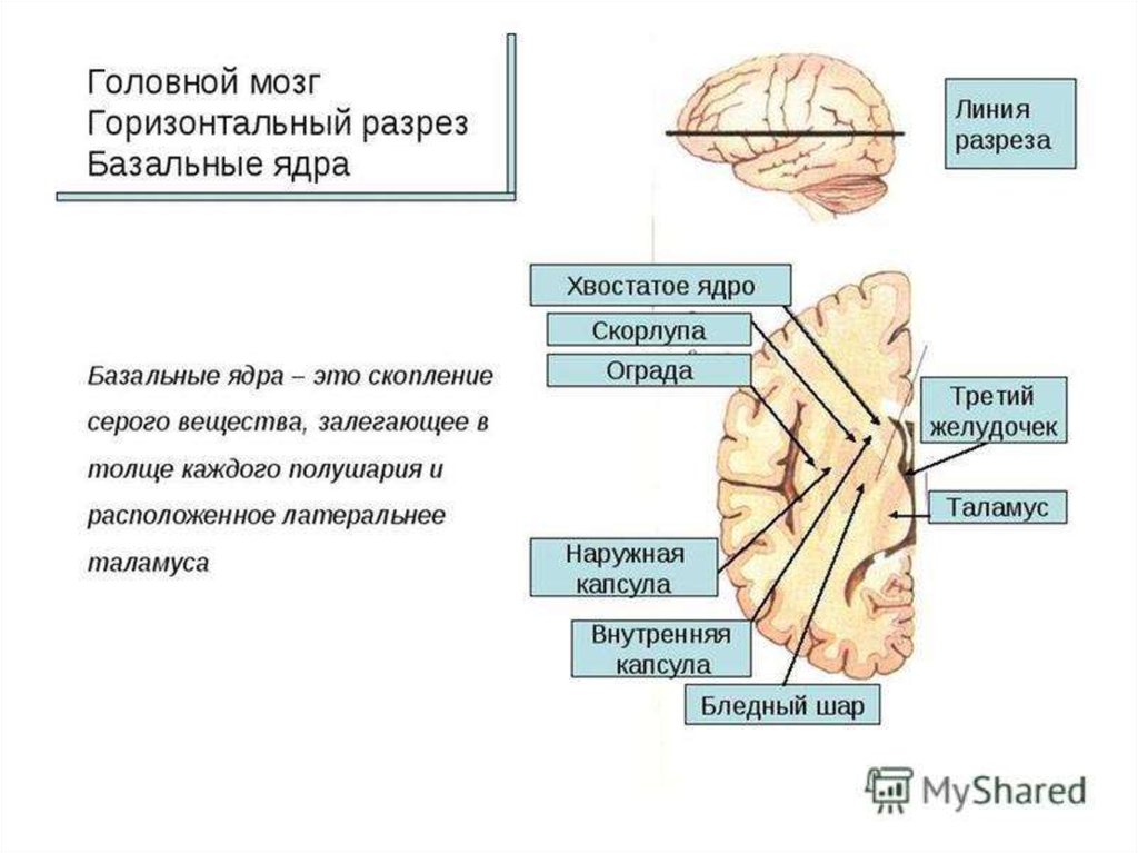 Схема расположения базальных ядер