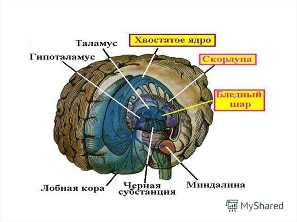 Базальные ядра рисунок