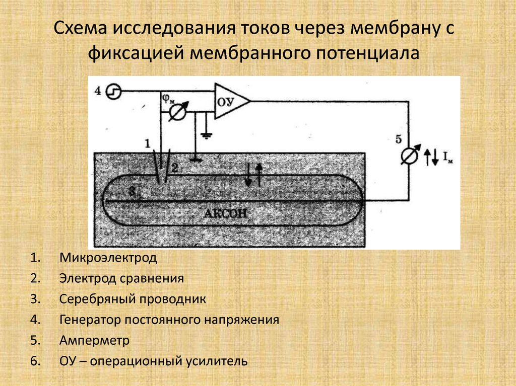 Схема исследования токов через мембрану с фиксацией мембранного потенциала