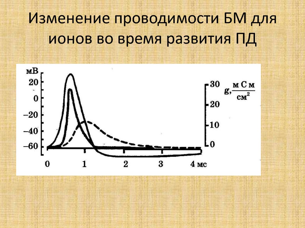 Изменение проводимости БМ для ионов во время развития ПД