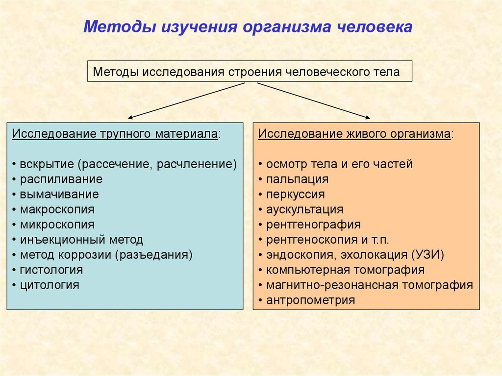 Презентация на тему анатомия как наука - 82 фото